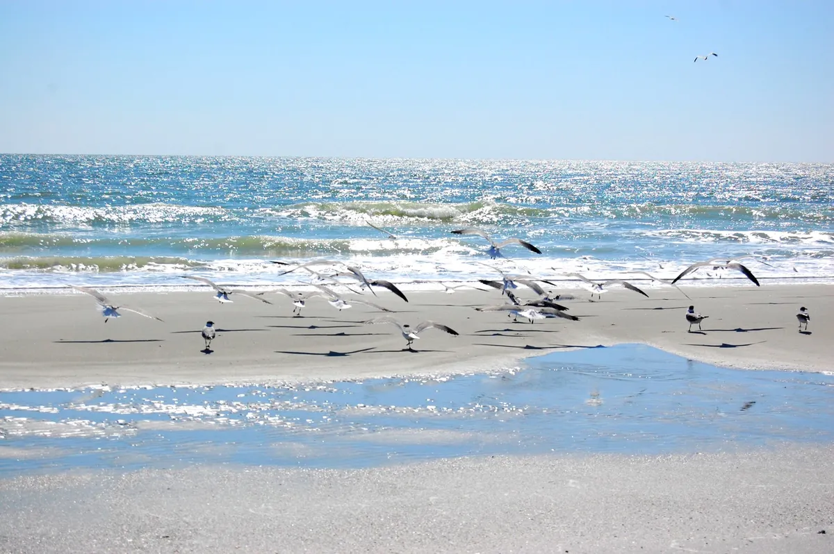 A tranquil stretch of beach is captured at sunrise, with shimmering water reflecting the early light and a flock of seagulls dotting the wet sand. The scene evokes a sense of calm and natural beauty, highlighting the soft sand and gentle waves described in the section.